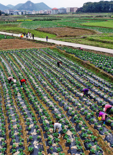 嘉禾：蔬菜基地管护忙