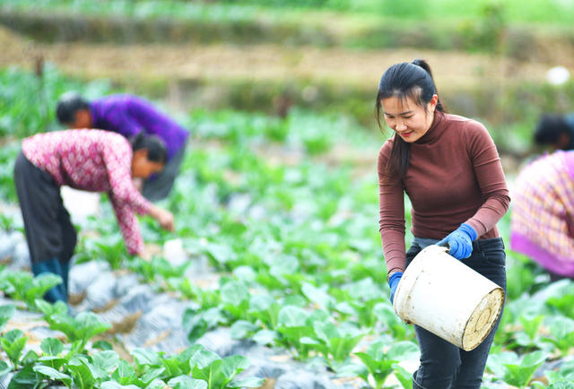 嘉禾：蔬菜基地管护忙