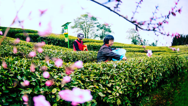 采茶   花草     文旅