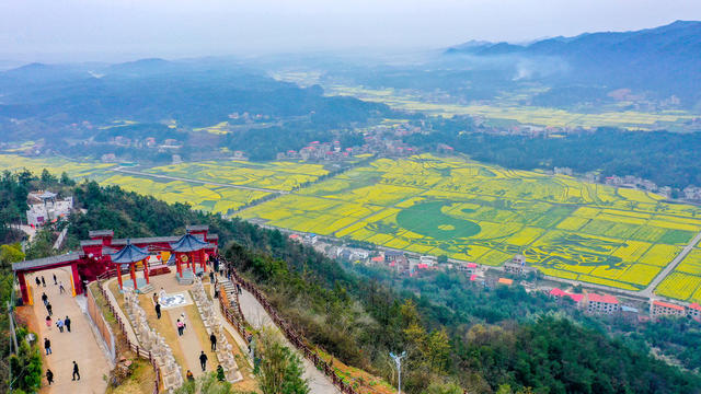 油菜花 衡阳