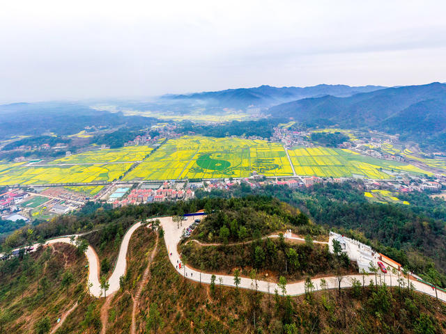 油菜花 衡阳