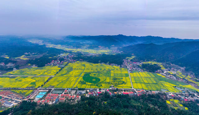油菜花 衡阳