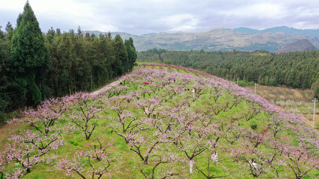 湖南 新田 桃花 主题 赏花 活动