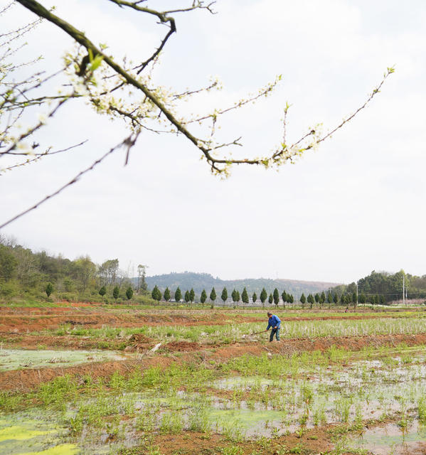 春耕 生产 农事  田间  地头  花香伴劳作  大自然  三农  备耕