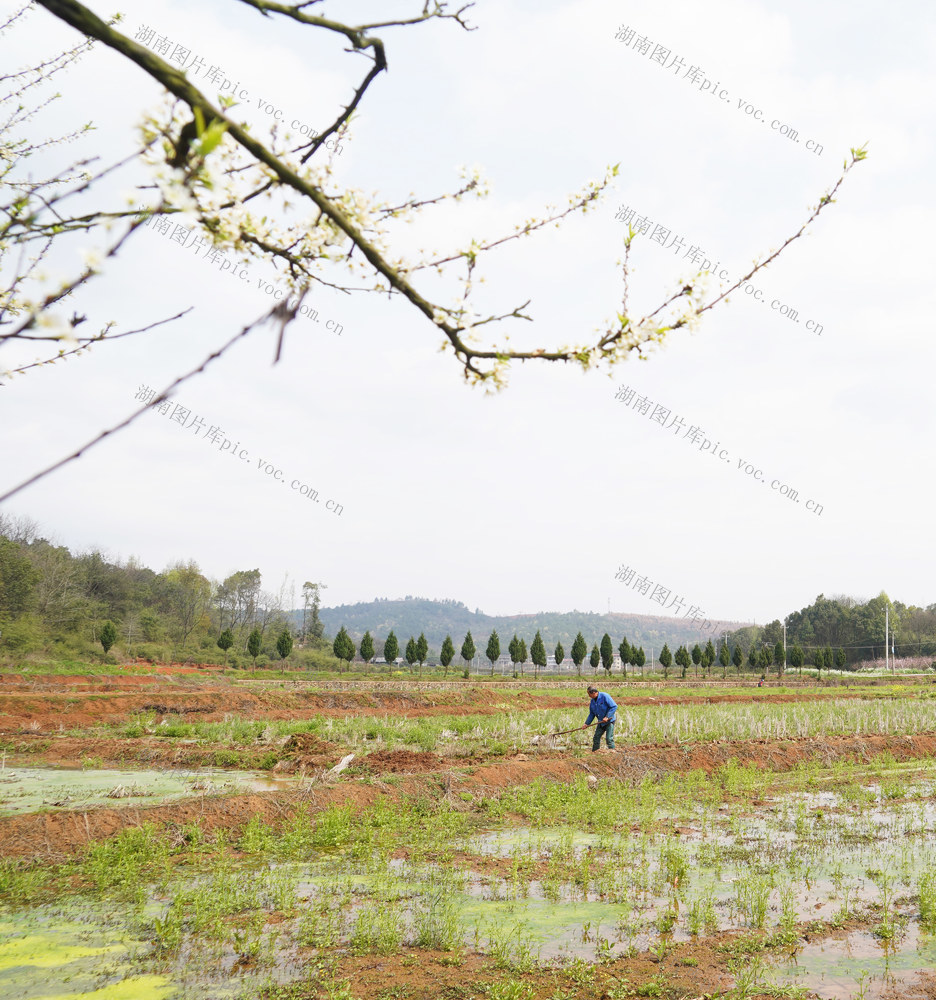 春耕 生产 农事  田间  地头  花香伴劳作  大自然  三农  备耕