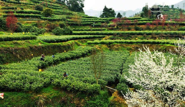 春茶 采摘 加工 茶农 
