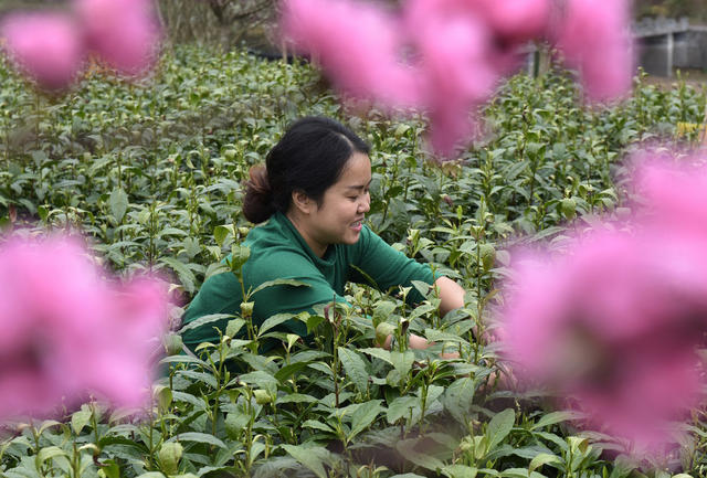 春茶 采摘 加工 茶农 