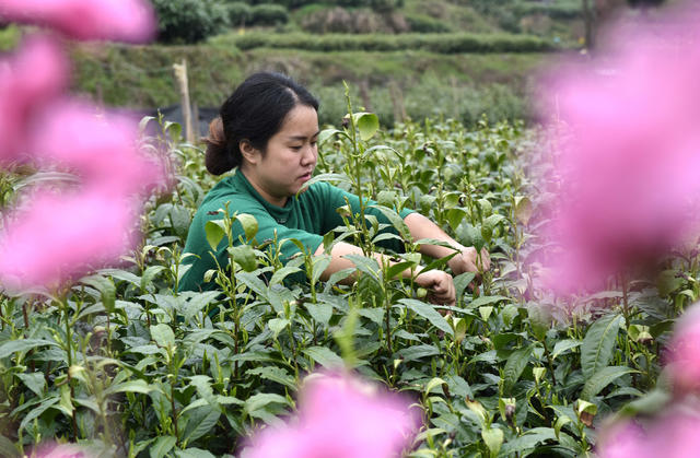 春茶 采摘 加工 茶农 