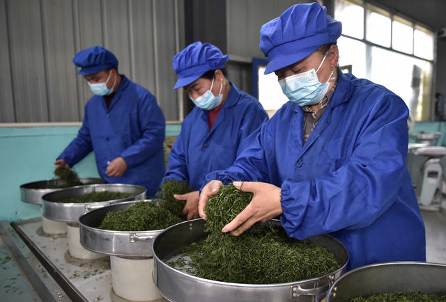 春茶 采摘 加工 茶农 