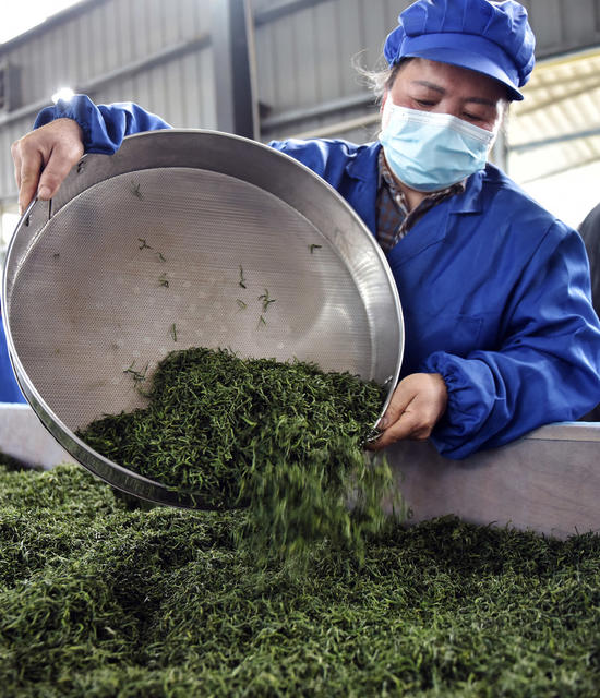 春茶 采摘 加工 茶农 