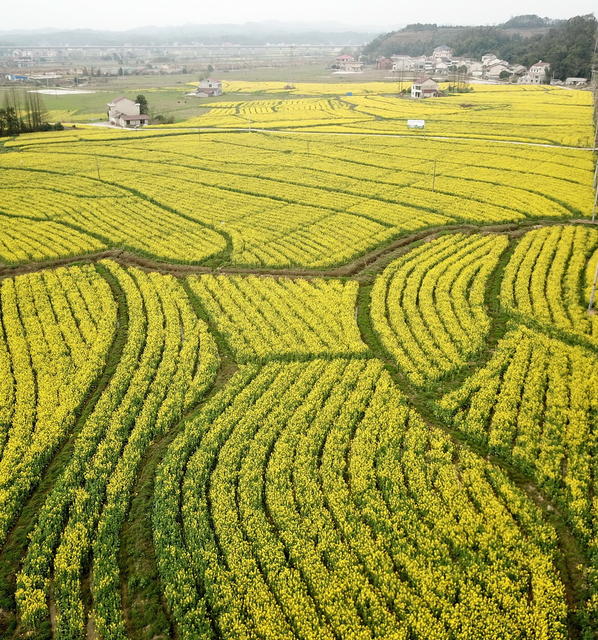 “油菜囗经济”口助力口乡村囗振兴