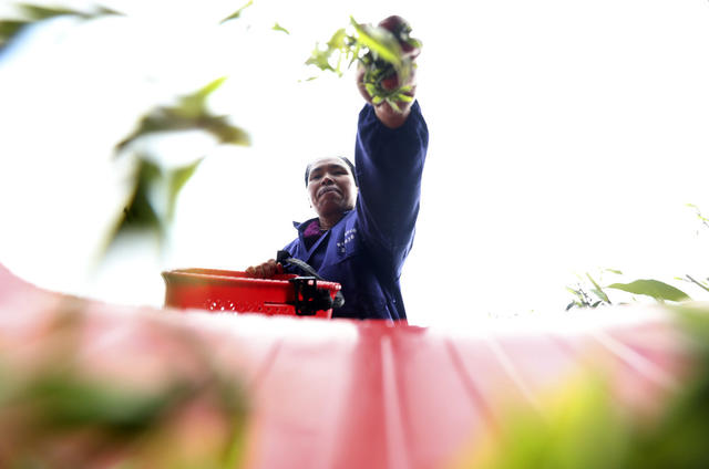 春茶采摘 春分时节 茶园 明前茶 村级集体经济 农民增收致富