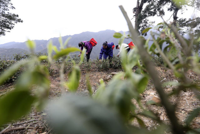 春茶采摘 春分时节 茶园 明前茶 村级集体经济 农民增收致富