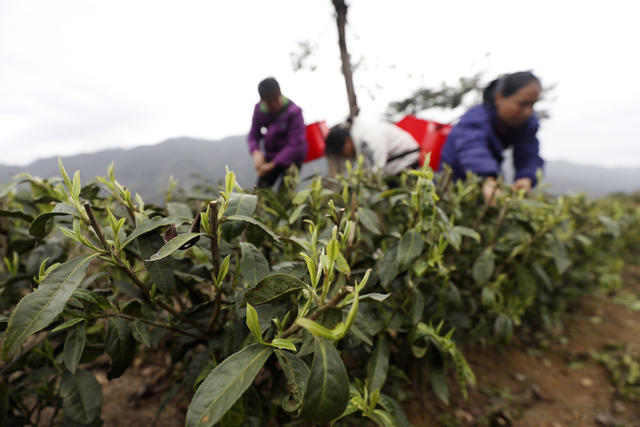 春茶采摘 春分时节 茶园 明前茶 村级集体经济 农民增收致富