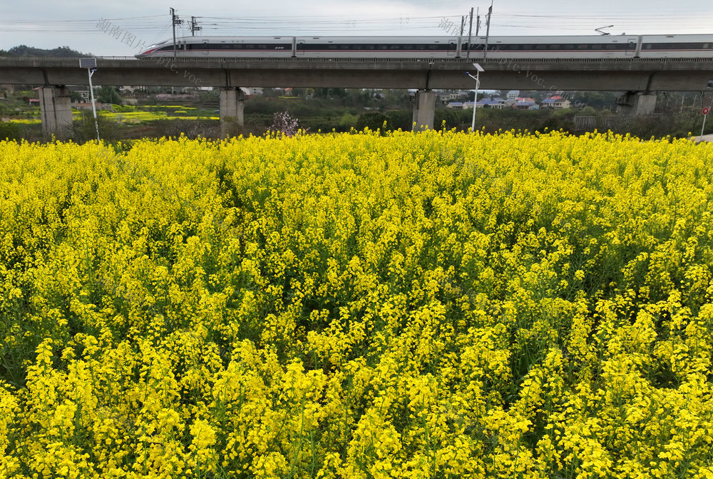 春意 高铁 油菜花 美景