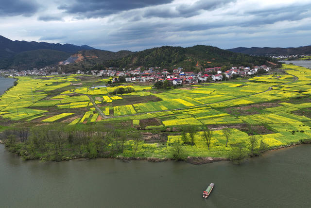 春意 高铁 油菜花 美景