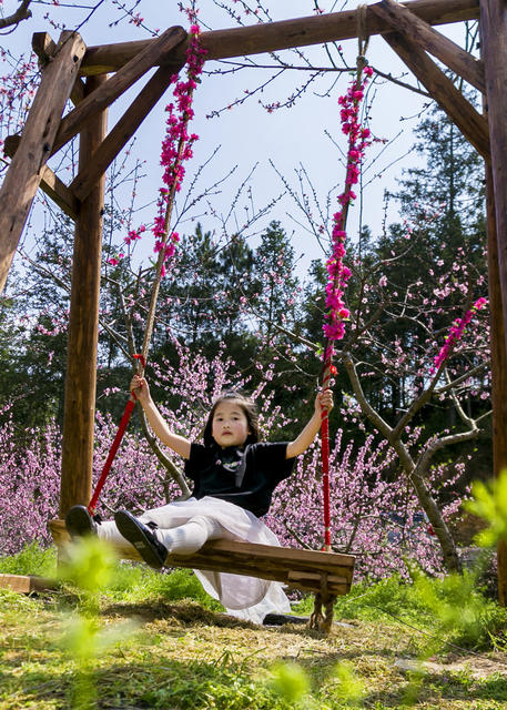 通道 侗寨 游客 观赏 桃花 游玩 侗寨