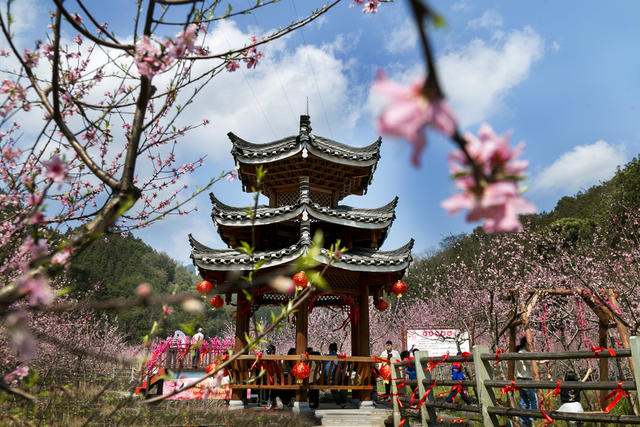 通道 侗寨 游客 观赏 桃花 游玩 侗寨