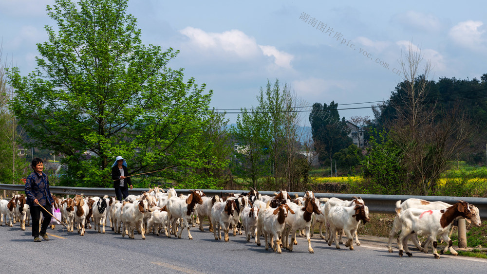 生态养羊 助农增收