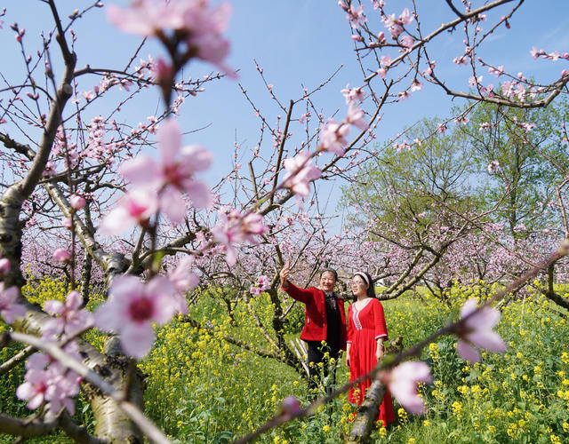 桃花  游玩  乐享春天  旅游  风景  乐享春光  李花 油菜花  春天  