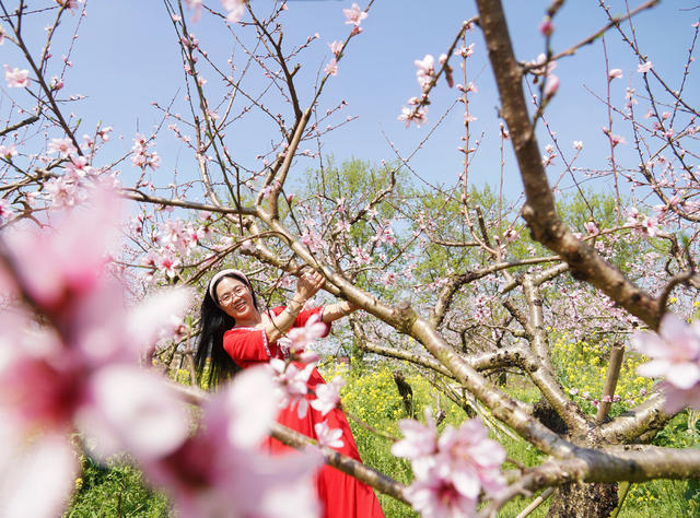 桃花  游玩  乐享春天  旅游  风景  乐享春光  李花 油菜花  春天  