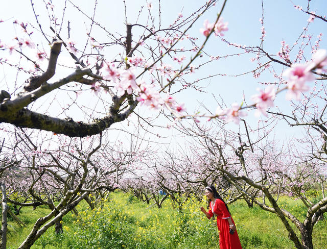 桃花  游玩  乐享春天  旅游  风景  乐享春光  李花 油菜花  春天  