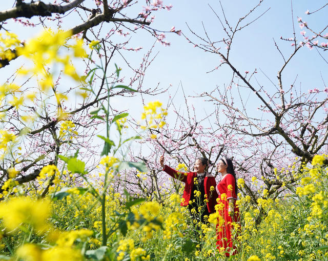 桃花  游玩  乐享春天  旅游  风景  乐享春光  李花 油菜花  春天  