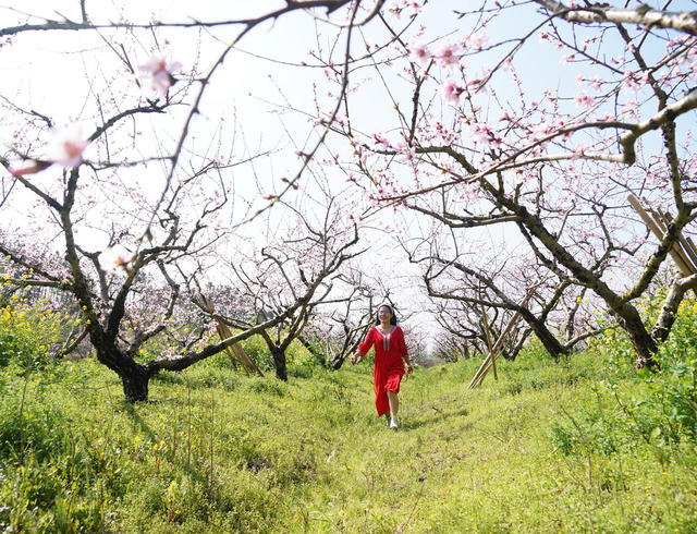 桃花  游玩  乐享春天  旅游  风景  乐享春光  李花 油菜花  春天  