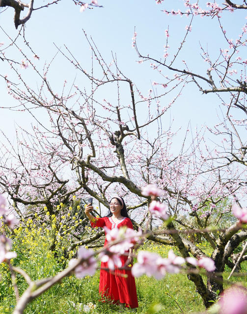 桃花  游玩  乐享春天  旅游  风景  乐享春光  李花 油菜花  春天  