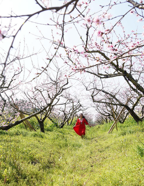 桃花  游玩  乐享春天  旅游  风景  乐享春光  李花 油菜花  春天  