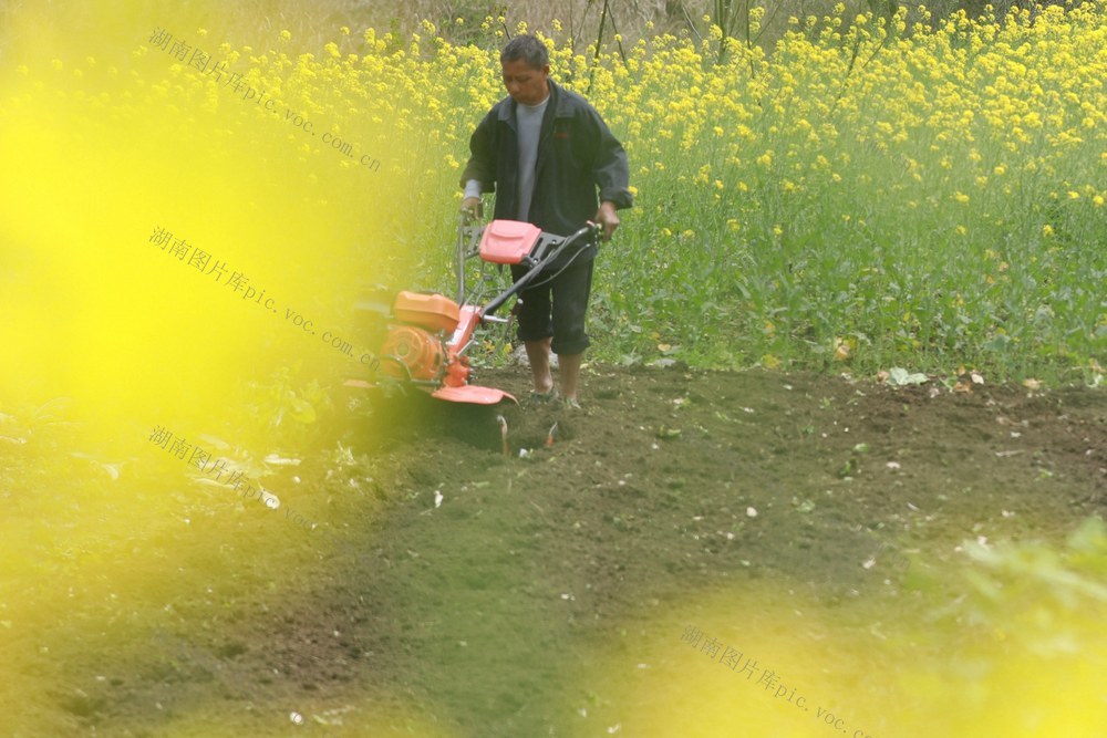 农民 土家族 湘西 春暖花开 田间 地头 繁忙 劳作