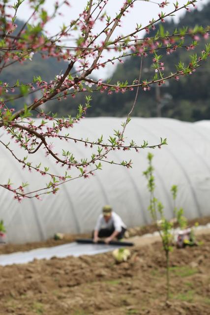 农民 土家族 湘西 春暖花开 田间 地头 繁忙 劳作