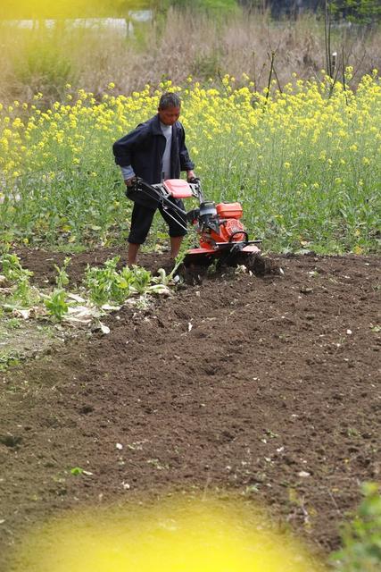 农民 土家族 湘西 春暖花开 田间 地头 繁忙 劳作