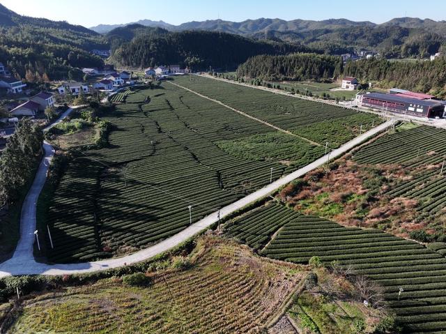 茶园 桃源 茶叶 一村一品