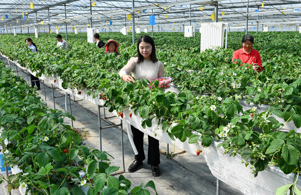 草莓,高架无土,种植业,温室 大棚,采摘,水果,农业,,农场,,合作社,,高效种植,,增产增收