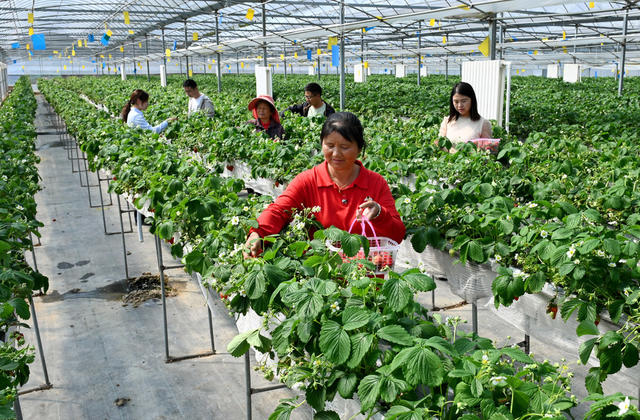 草莓,高架无土,种植业,温室 大棚,采摘,水果,农业,,农场,,合作社,,高效种植,,增产增收