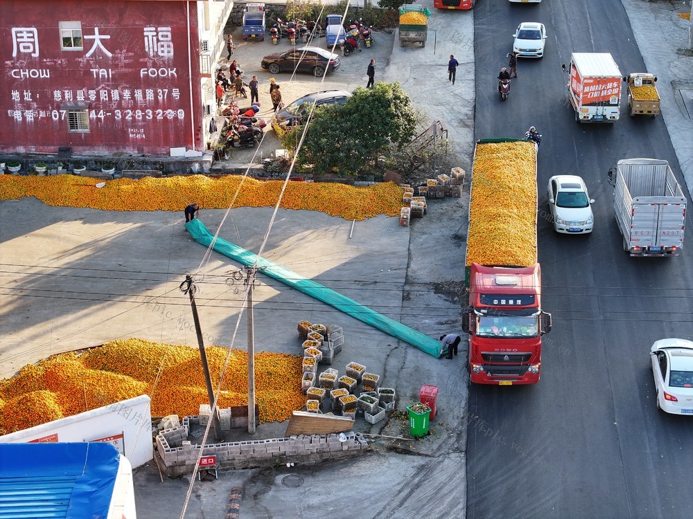 橘子 丰收 收购