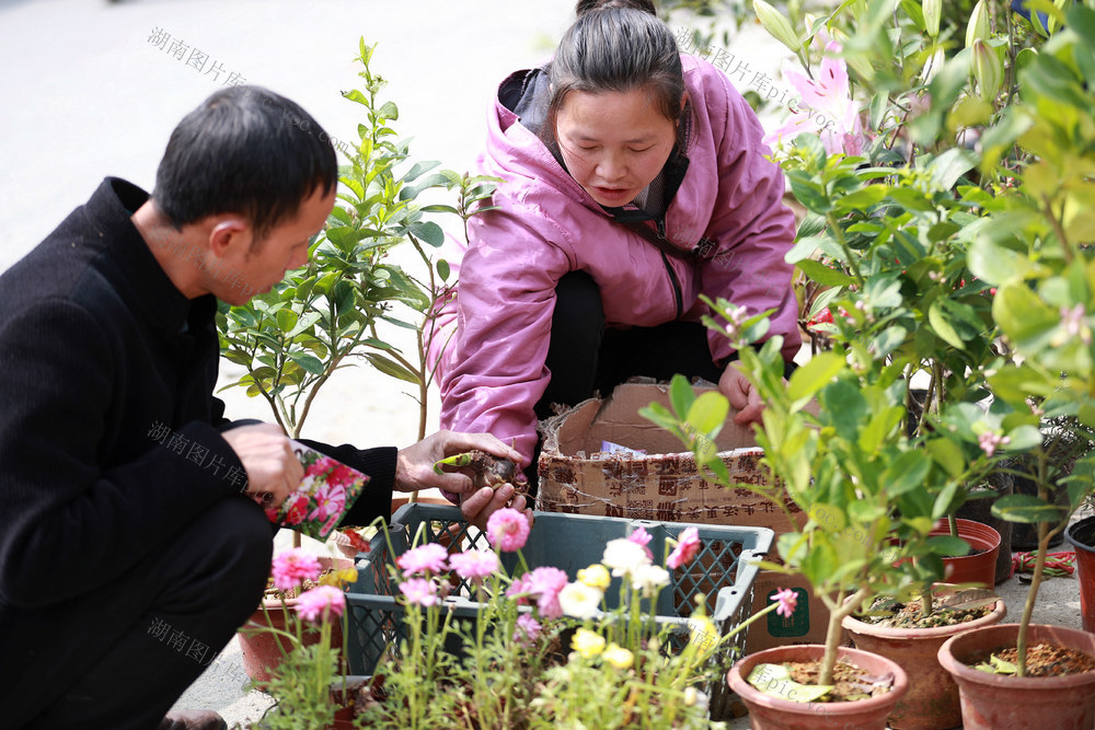 花卉苗木 春种 乡镇集市 选购 扮靓家园