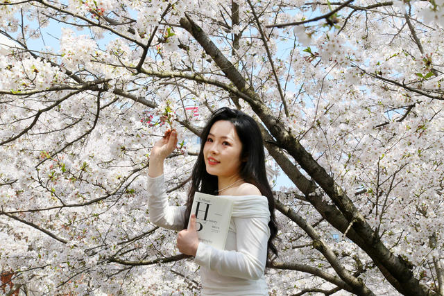 长沙 樱花 盛放