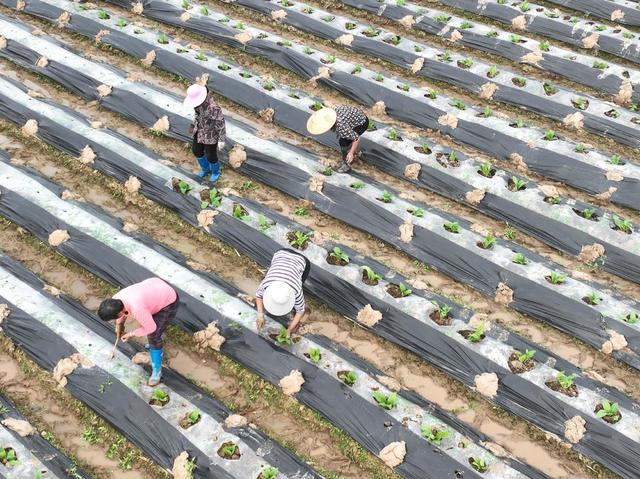 春管
春耕
田园
农事
