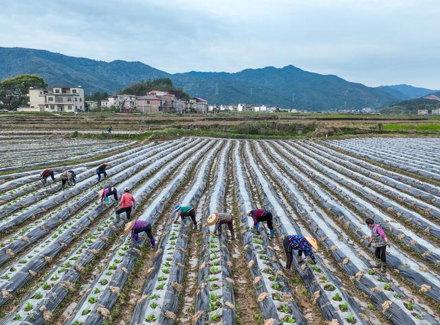 春管
春耕
田园
农事
