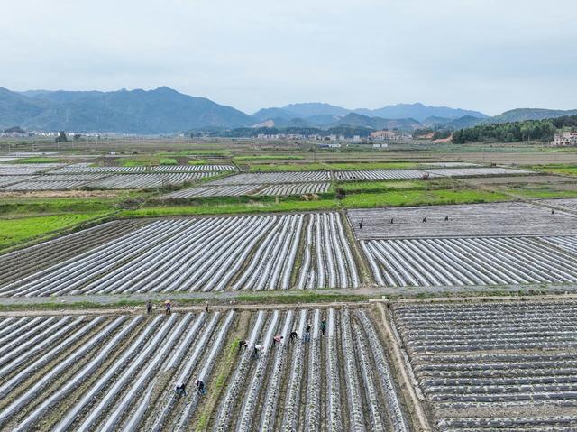 春管
春耕
田园
农事

