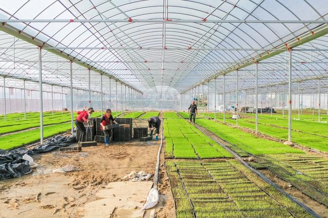 育秧 秧苗 水稻 早稻 农业 粮食 种植