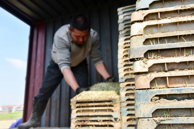 农业  粮食生产  早稻育秧  秧盘育苗  机械移栽  经济合作社  种粮效益