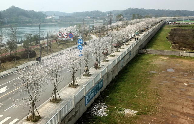 樱花口绽放口风景口无限