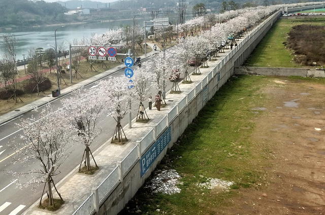 樱花口绽放口风景口无限