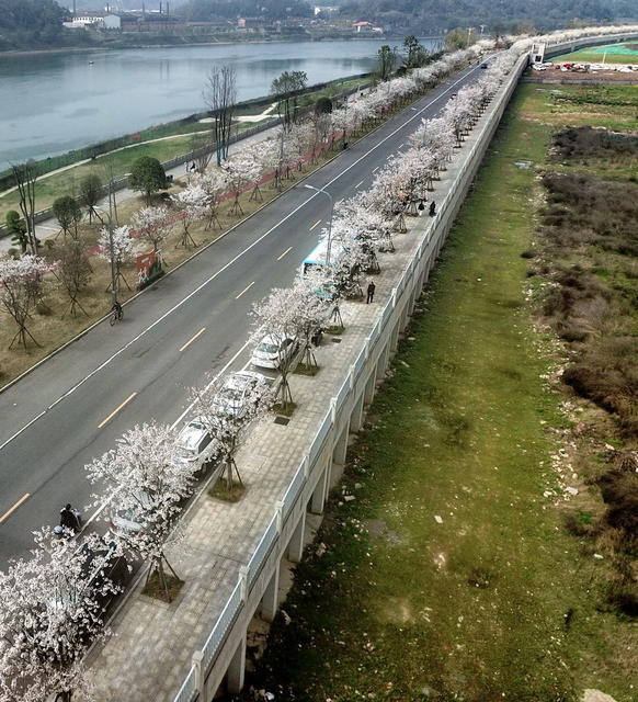 樱花口绽放口风景口无限
