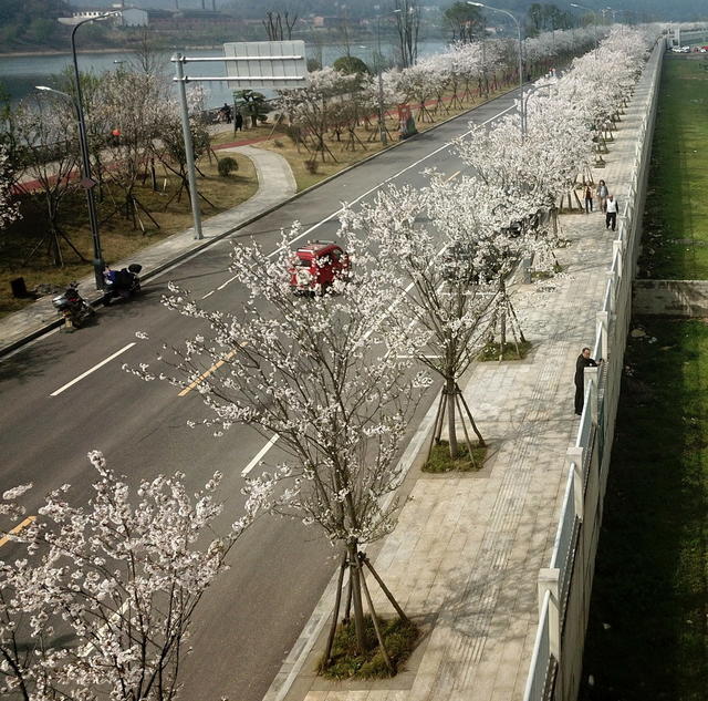 樱花口绽放口风景口无限