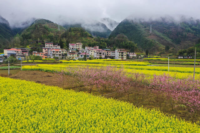 湖南，龙山，山村，春色，云雾，繁花