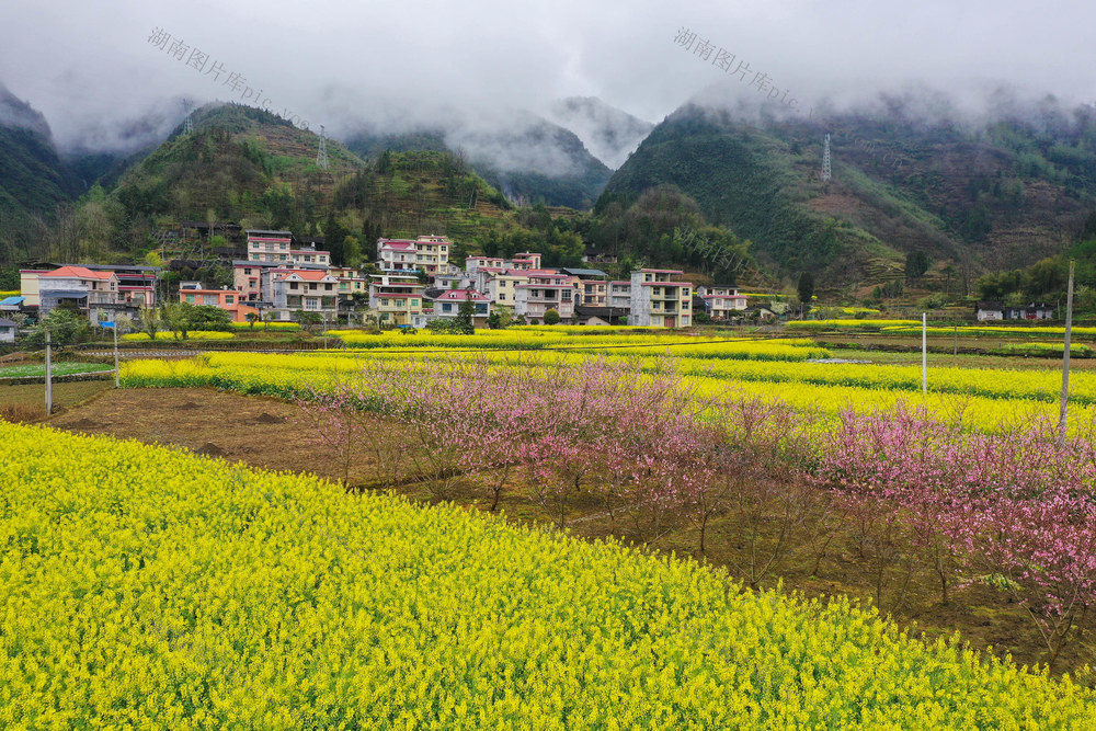 湖南，龙山，山村，春色，云雾，繁花